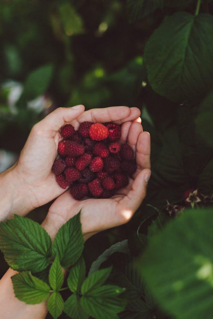 Farm-to-Table Mixed Berry Ensemble