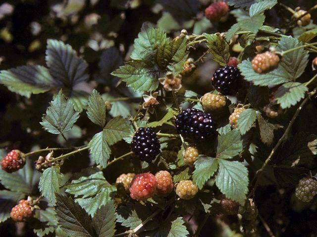 Garden Fresh Assorted Berry Basket