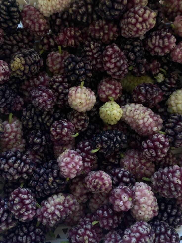 Berry Harvest Medley from Rustic Roots